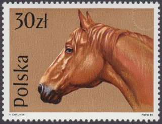 Konie - 3046
