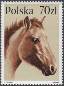 Konie - 3047