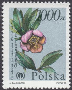 Rośliny ginące w Polsce - 3137
