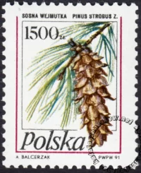 Owoce drzew iglastych znaczek numer 3165