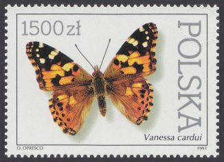 Motyle z kolekcji Instytutu Zoologii PAN w Warszawie - 3197
