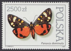 Motyle z kolekcji Instytutu Zoologii PAN w Warszawie - 3199
