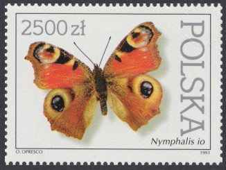 Motyle z kolekcji Instytutu Zoologii PAN w Warszawie - 3200