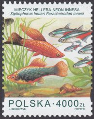 Ryby akwariowe - 3359