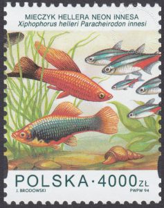Ryby akwariowe - 3359