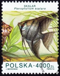 Ryby akwariowe znaczek numer 3358