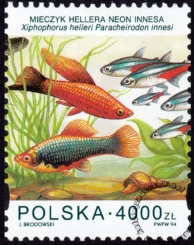 Ryby akwariowe znaczek numer 3359