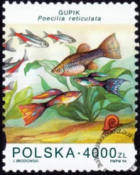 Ryby akwariowe znaczek numer 3360
