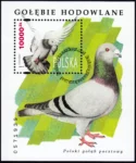 Gołębie hodowlane blok numer 112