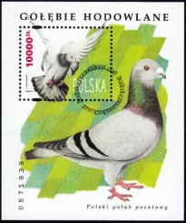 Gołębie hodowlane blok numer 112