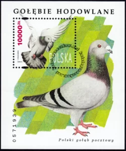 Gołębie hodowlane blok numer 112