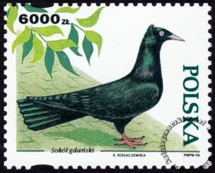 Gołębie hodowlane znaczek numer 3366