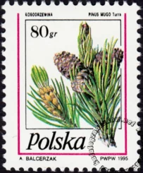 Owoce drzew iglastych znaczek numer 3383