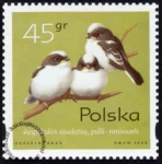 Pisklęta ptaków śpiewających znaczek numer 3420