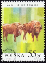 Zwierzęta pod ochroną - żubry znaczek numer 3483