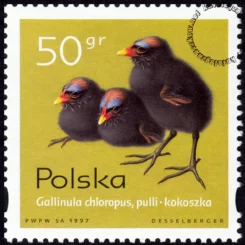 Pisklęta zagniazdowniki znaczek numer 3541