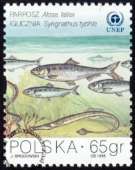 Ochrona Bałtyku znaczek numer 3560