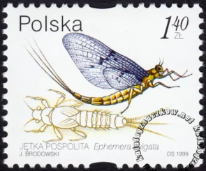 Owady wodne znaczek numer 3637