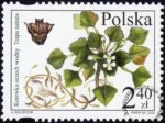 Chronione i zagrożone gatunki flory polskiej znaczek numer 4083