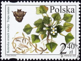 Chronione i zagrożone gatunki flory polskiej znaczek numer 4083