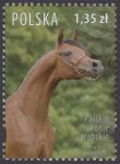 Polskie konie arabskie - 4173