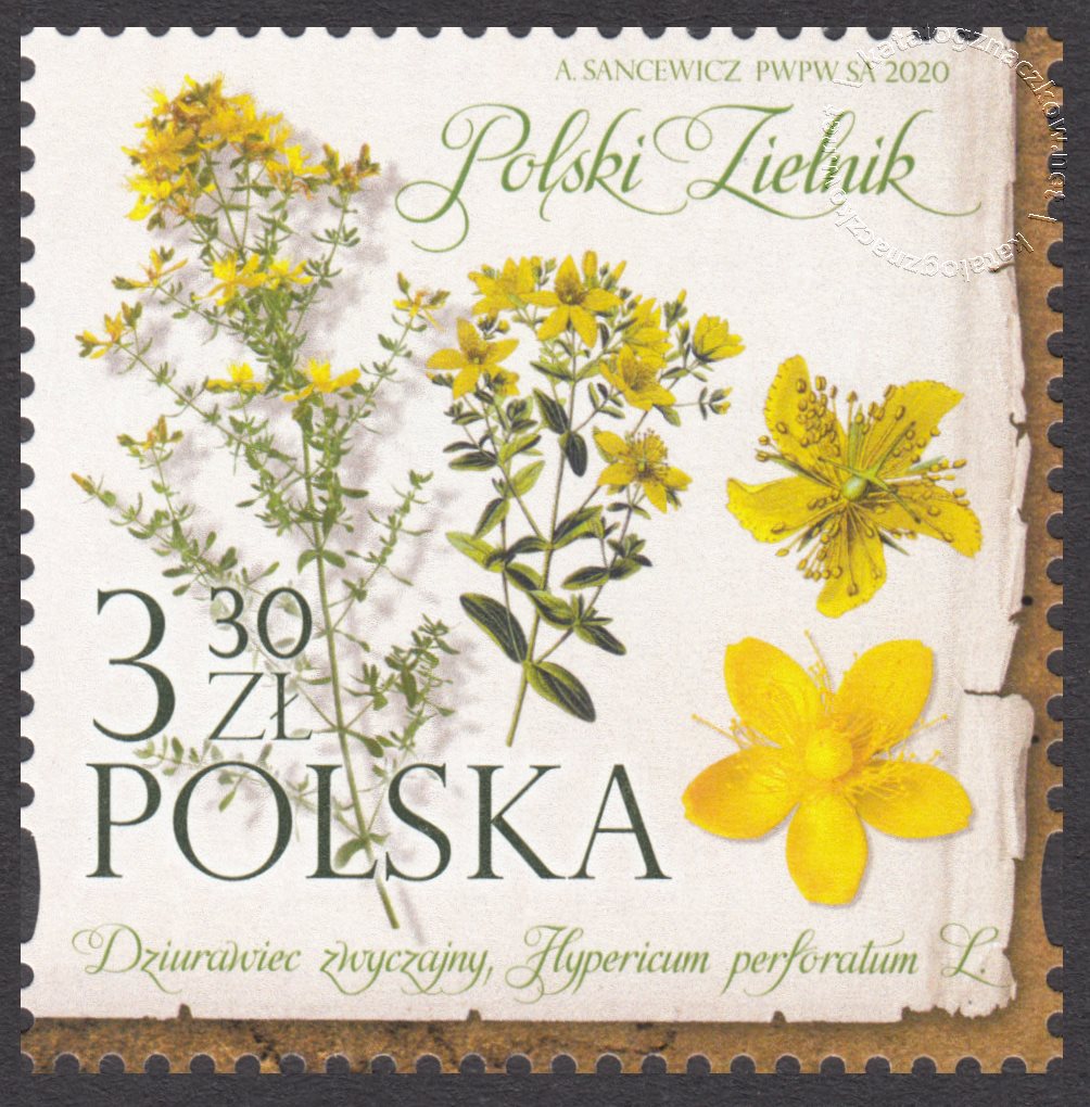Polski Zielnik znaczek nr 5084